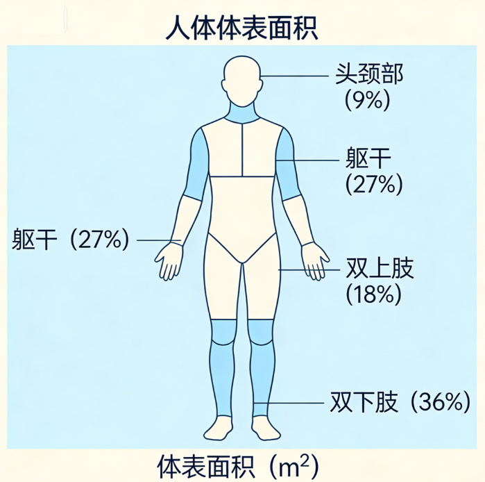 Human Body Surface Area (BSA) Online Calculator